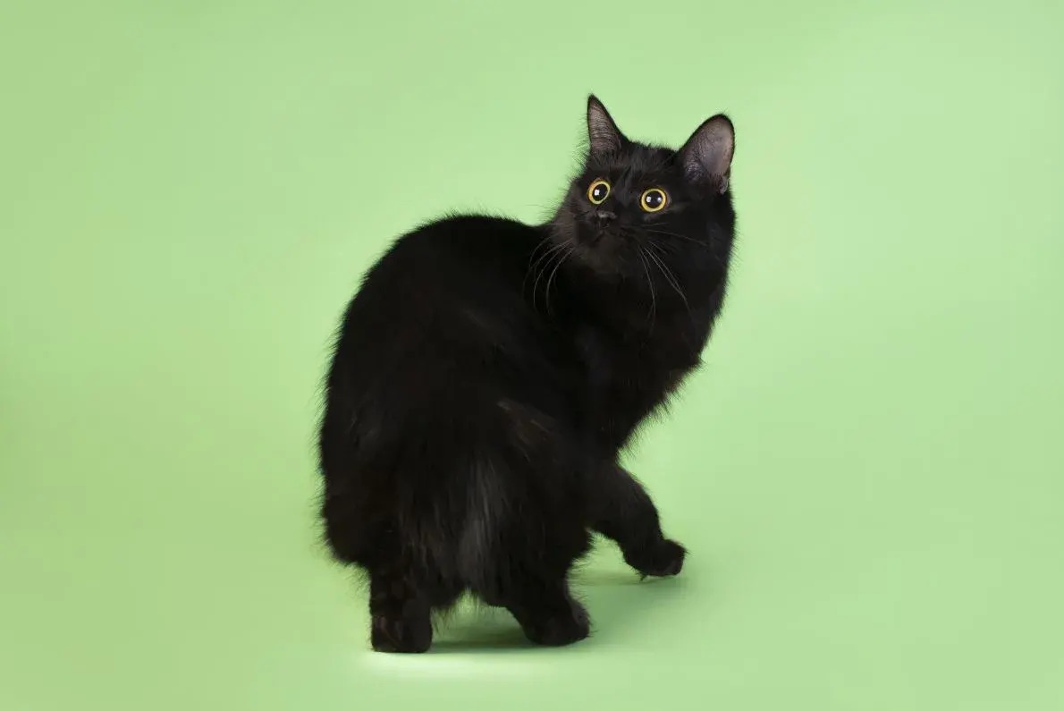 Кошка Уля