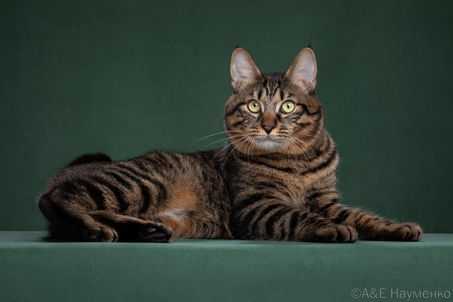 Коты