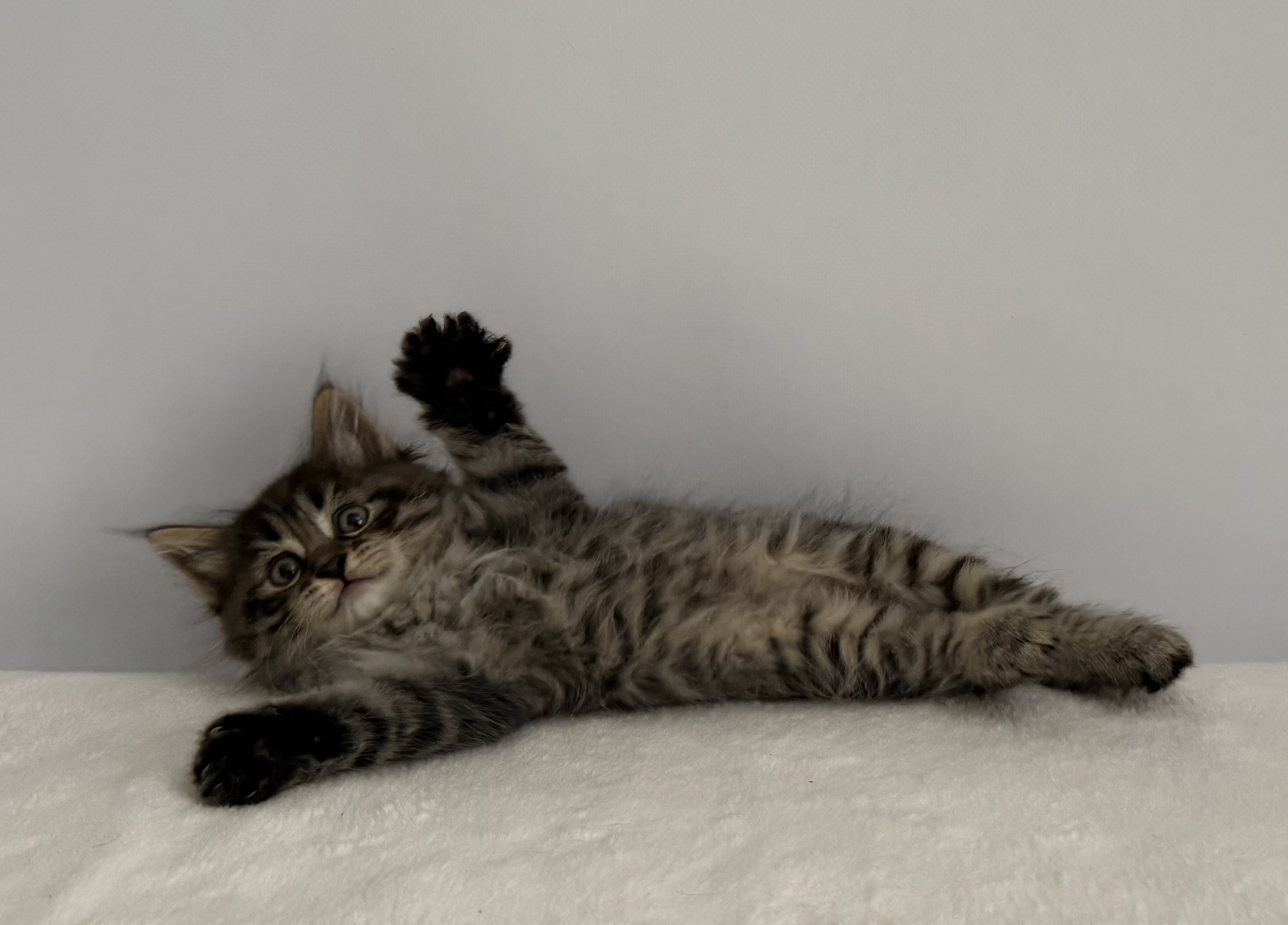 Котенок Жужа