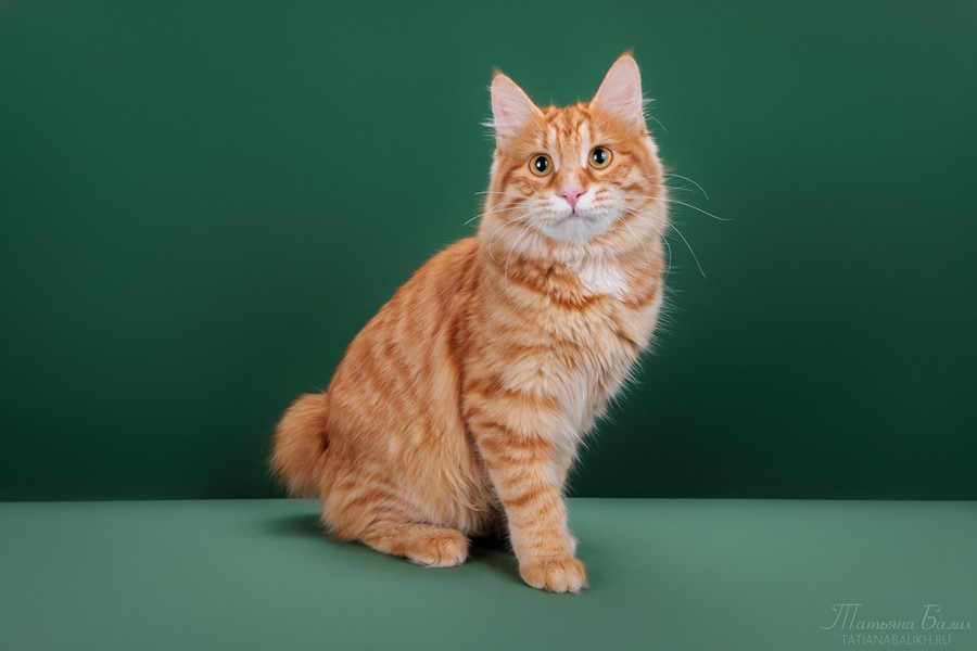 Кошка Сакура