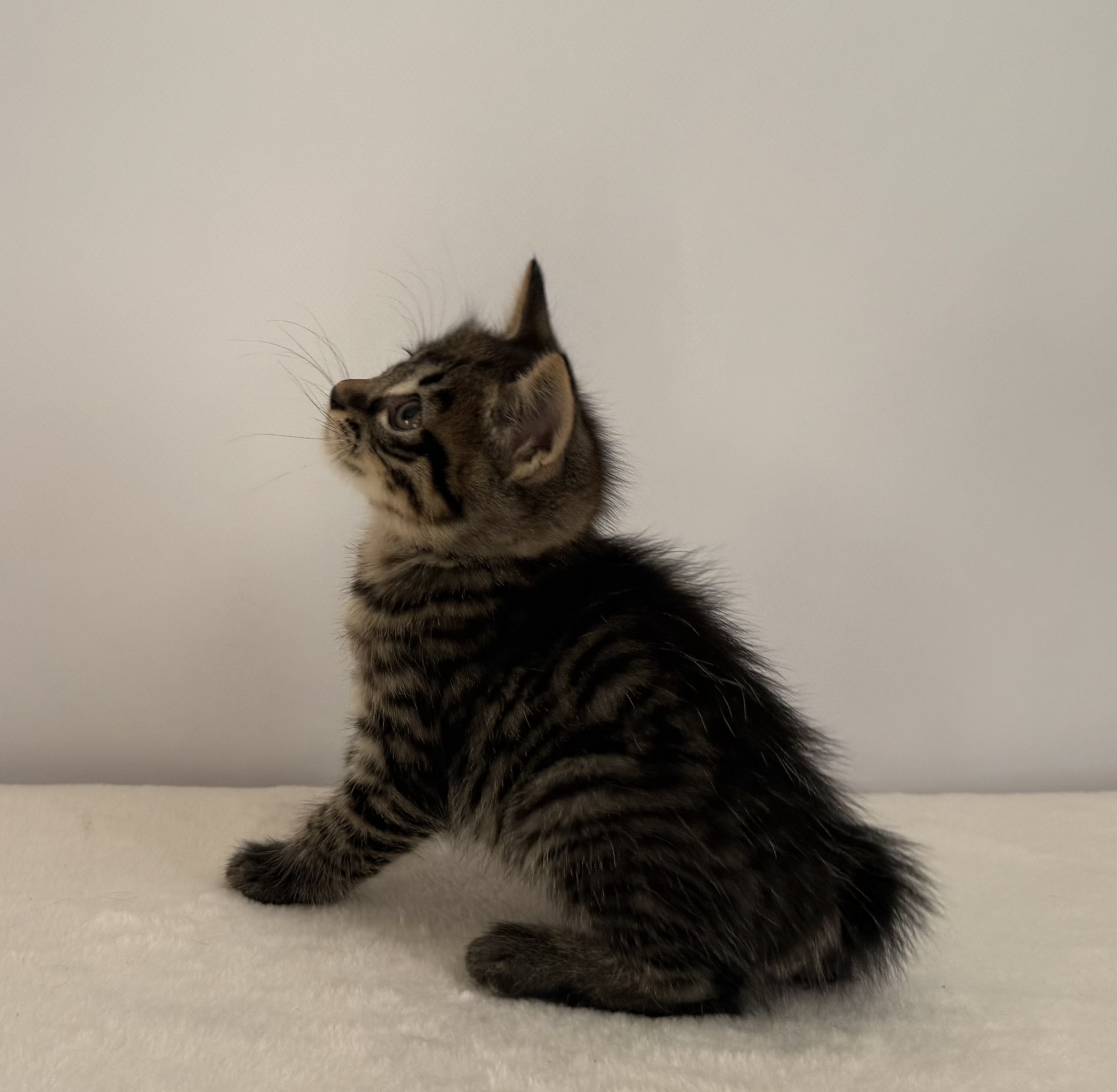 Котенок Жан